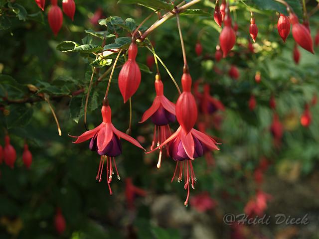 Fuchsia Mrs Popple.jpg